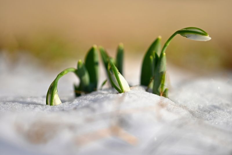 Más allá del blanco: la explosión de las plantas y los esfuerzos de conservación en la Antártida